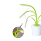 Decor Ambient Plant Light