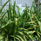 Solar Flower 7 LED Lights